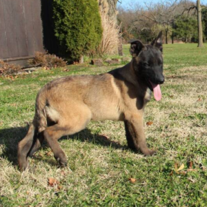 Timber · Hembra Malinois