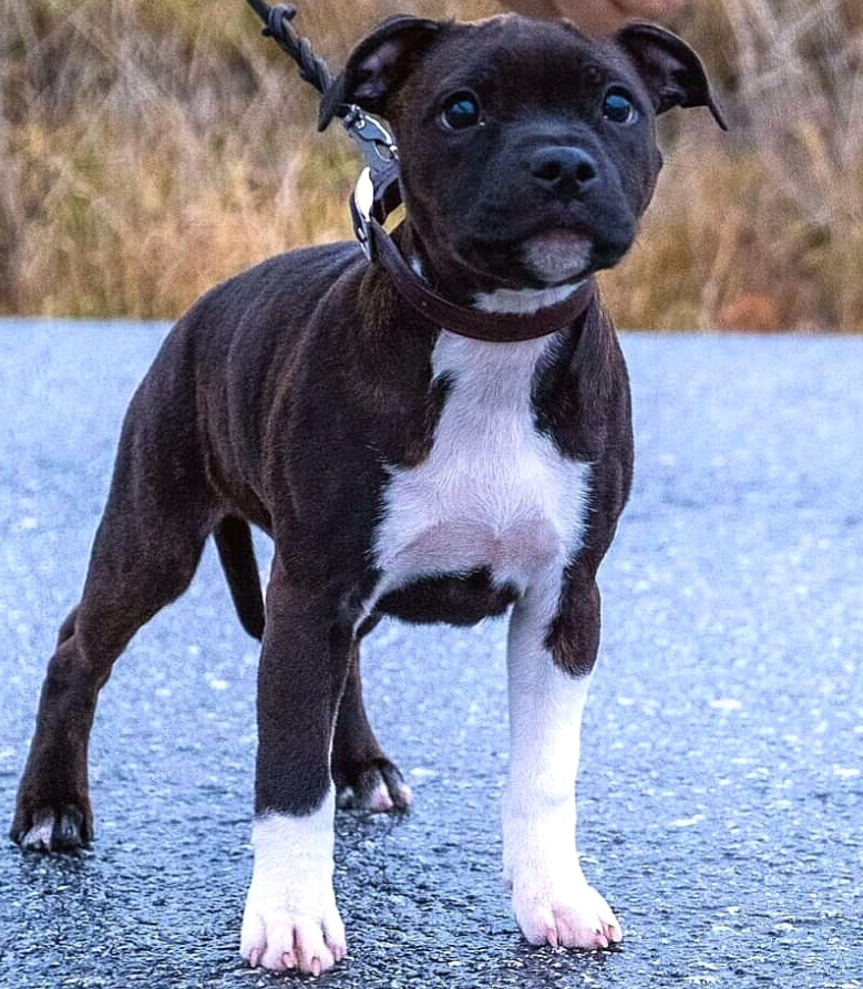 Amstaff (American Staffordshire terrier)