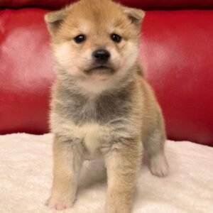 Jabu · Macho Shiba Inu