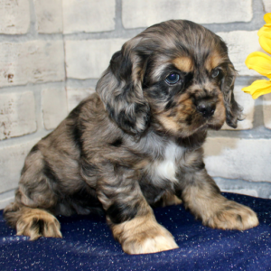 Candy · Hembra Cocker Spaniel