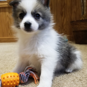 Shief · Macho Pomsky