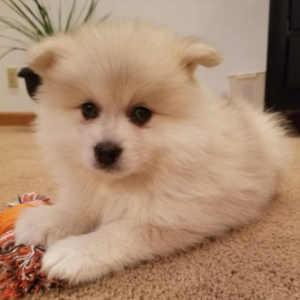 Chaz · Macho Pomsky