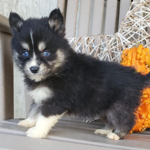 June · Hembra Pomsky