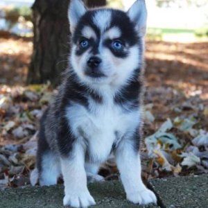 Alice · Hembra Pomsky