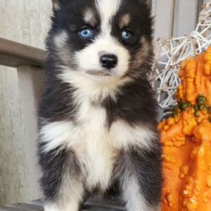 Heidi · Hembra Pomsky