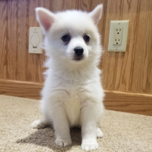 Callie · Hembra Pomsky
