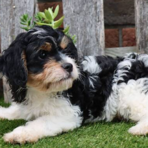 Oscar · Macho Cavachón