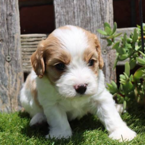 Sammy · Macho Cavachón