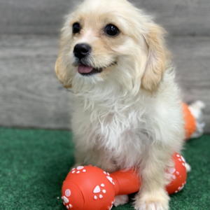 Liam · Macho Cavachón