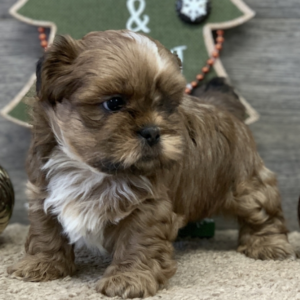 Lionel · Macho Shih Tzu