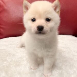 Leila · Hembra Shiba Inu