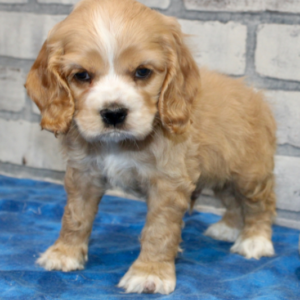 Hambone · Macho Cocker Spaniel