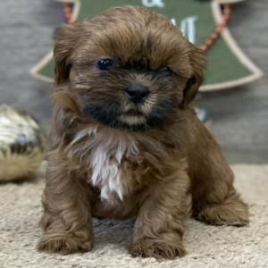 Mia · Hembra Shih Tzu