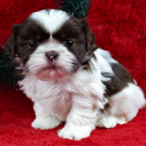 Frank · Macho Shih Tzu