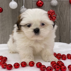 Carla · Hembra Shih Tzu