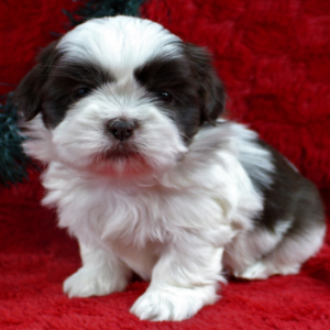 Ethan · Macho Shih Tzu