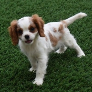 Reese · Macho Cavalier King Charles Spaniel