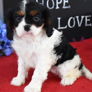 Glory · Hembra Cavalier King Charles Spaniel