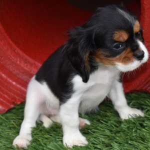 Abby · Hembra Cavalier King Charles Spaniel
