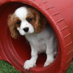 Jazz · Macho Cavalier King Charles Spaniel