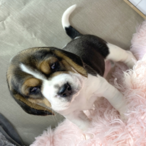 Lottie · Hembra Beagle