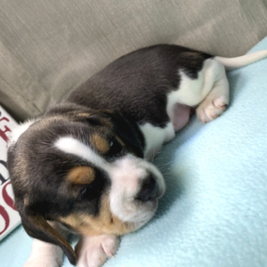 Kimba · Macho Beagle