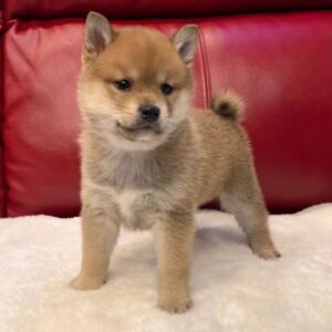 Boron · Macho Shiba Inu