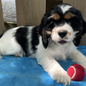 Eliza · Hembra Cocker Spaniel