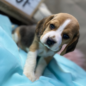 Kayla · Hembra Beagle