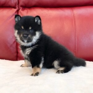Larry · Macho Shiba Inu