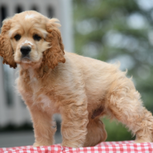 Cash · Macho Cocker Spaniel