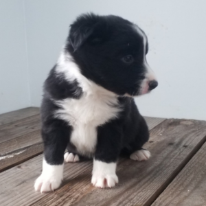 Layne · Macho Border Collie