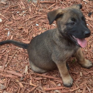 Misty · Hembra Malinois