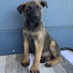 Lucy · Hembra Malinois