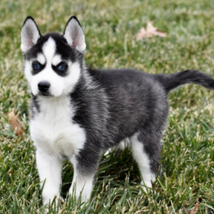 Cluas · Macho Husky Siberiano