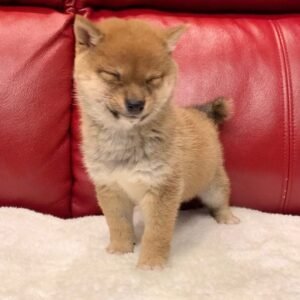 Keila · Hembra Shiba Inu