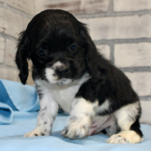 Harry · Macho Cocker Spaniel