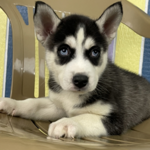 Reuben · Macho Husky Siberiano