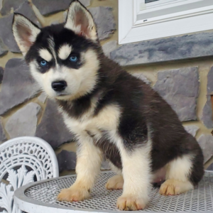 Joy · Hembra Husky Siberiano