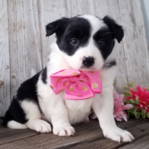 Tanji · Hembra Border Collie