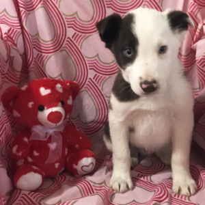 Sam · Macho Border Collie