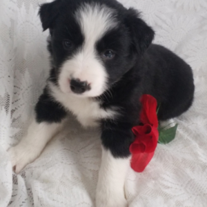 Lindy · Hembra Border Collie