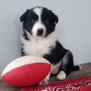 Pahl · Macho Border Collie
