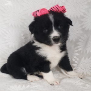 Cindy · Hembra Border Collie