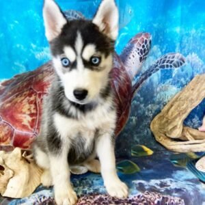 Crystal · Hembra Husky Siberiano