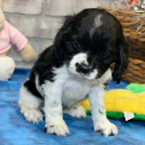 Harriet · Hembra Cocker Spaniel