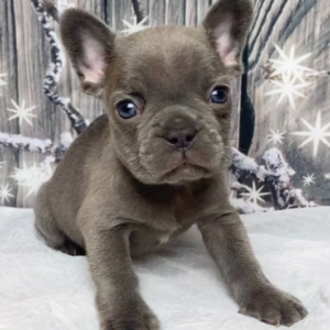 Kitt · Macho Bulldog Francés