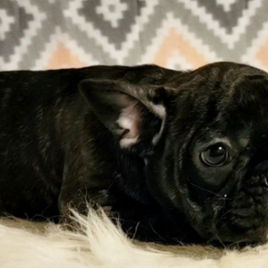 Tinkerbel · Hembra Bulldog Francés