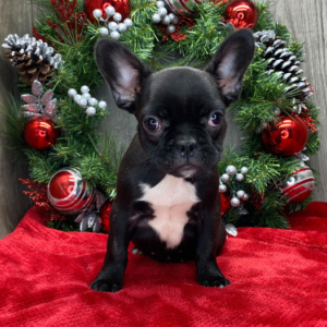 Jessica · Hembra Bulldog Francés