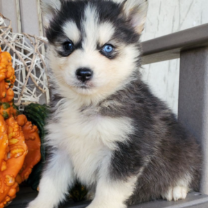 Marky · Macho Pomsky
